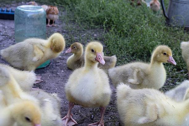 A group of adorable fluffy yellow goslings standing on the ground in a sunny farmyard. Cute baby geese with soft down feathers in natural light.