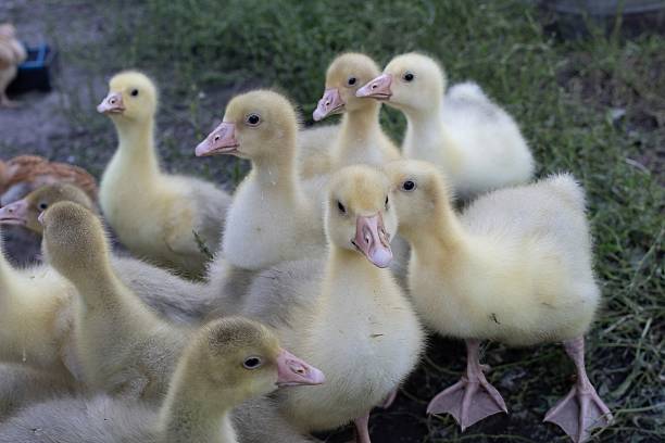 istock Fluffy Yellow Goslings on Farmyard 2229160867