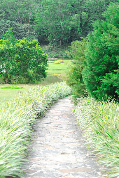 A stone walkway lined with ornamental grass leads towards a garden lake in Pugoda, Sri Lanka.