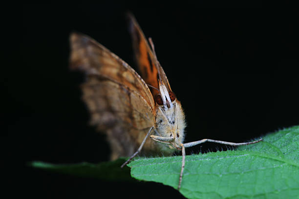 istock Lepidoptera insect on wild plants, North China 2229162612