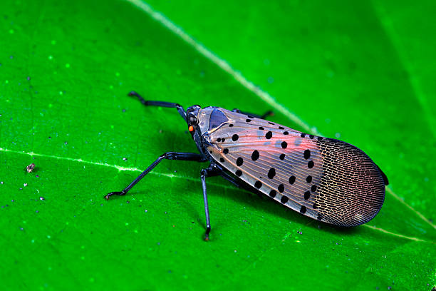 istock Wax cicadas live on wild plants in North China 2229164247