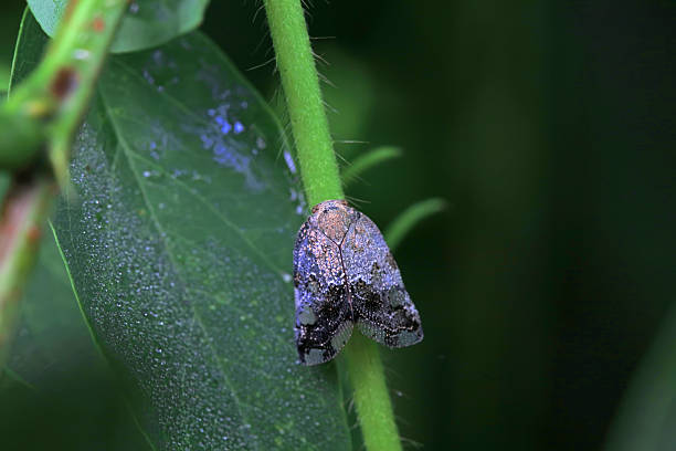 istock Wax cicadas on wild plants, North China 2229164349