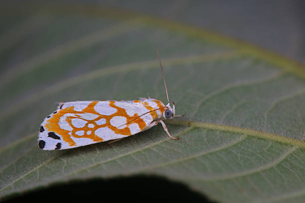 istock Noctuid on wild plants, North China 2229164376