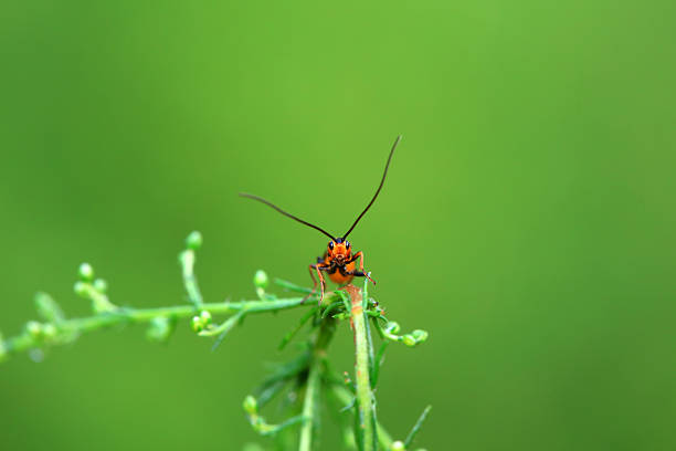 Braconidae on wild plants, North China