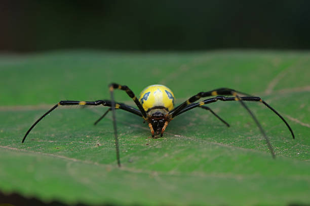 istock Spiders on green leaves, North China 2229164456