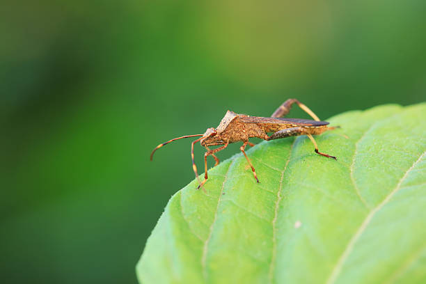 Riptortus pedestris nymph on the wild plants, North China