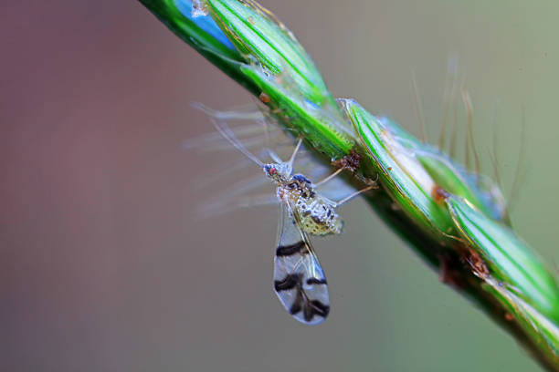 Aphids on wild leaves, North China