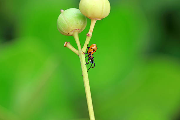 Stink bug nymphs on wild plants, North China