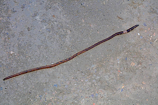 Earthworms crawl on the ground, North China