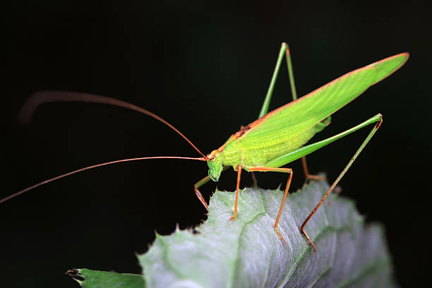 istock Katydids inhabit wild plants in North China 2229164563