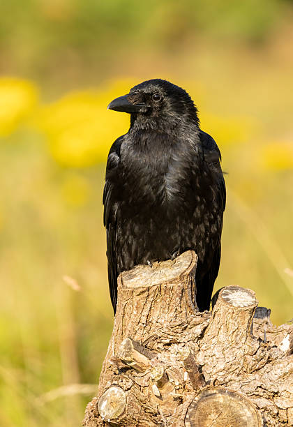 istock Carrion Crow (Corvus corone) in natural habitat 2229164809