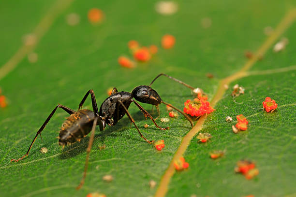 istock Camponotus japonicus on plant 2229164978