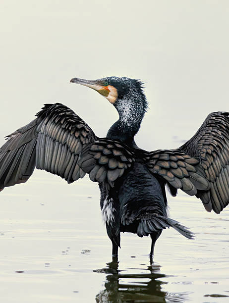 istock Great Cormorant (Phalacrocorax carbo) in natural habitat 2229165006