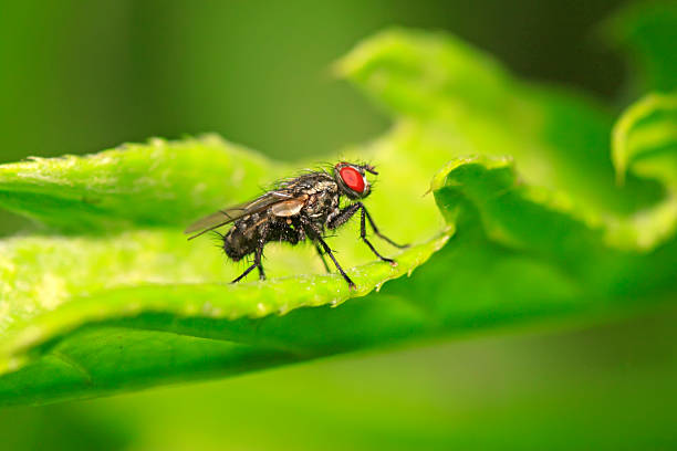 istock Tachinidae on plant 2229165010
