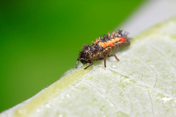Ladybug larva, larva of the Asian ladybird (Harmonia axyridis)