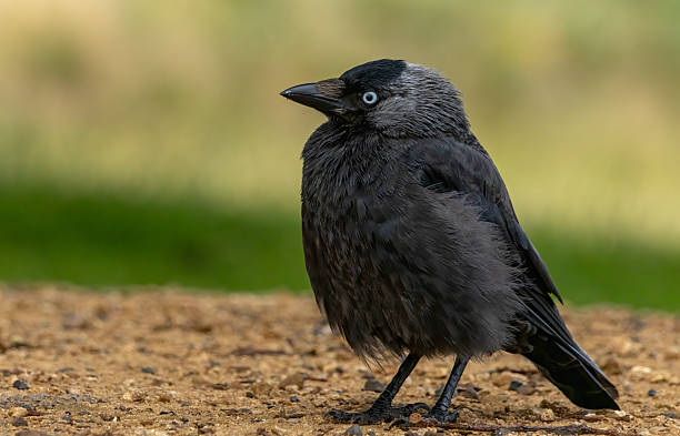 istock Jackdaw (Corvus monedula) in a natural habitat 2229165194
