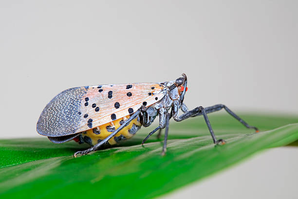 istock Wax cicadas in the wild 2229165214