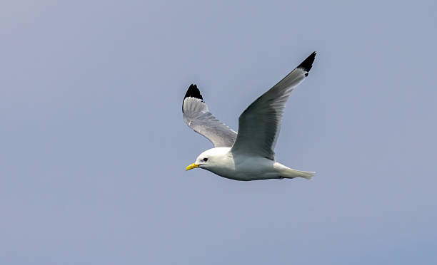 istock Kittiwake (Rissa tridactyla) in a breeding season in UK 2229165393