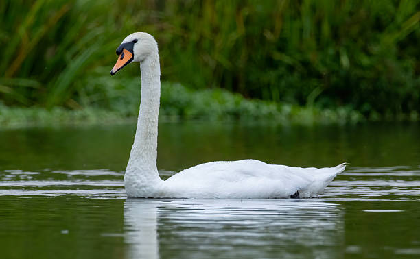 istock Mute swan in a natural habitat 2229165482