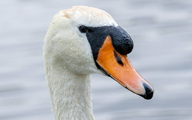 istock Mute swan in a natural habitat 2229165602