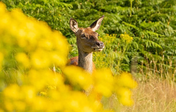 istock Red deer (Cervus elaphus) in Richmond park, London, UK 2229166379