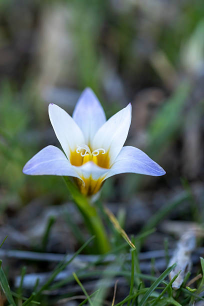 istock Romulea bulbocodium flowering in early spring time 2229166478