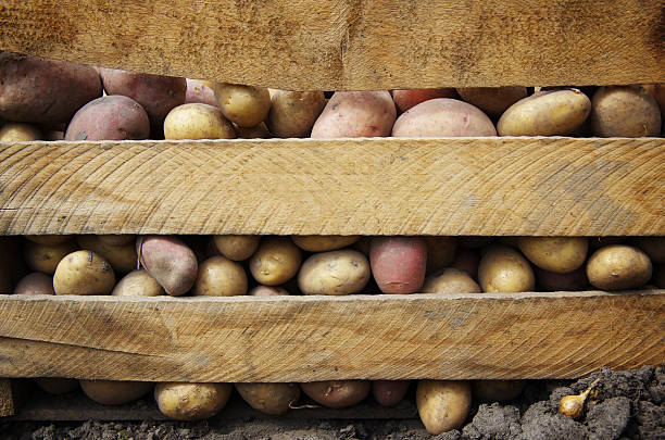 harvesting potatoes on an agricultural field