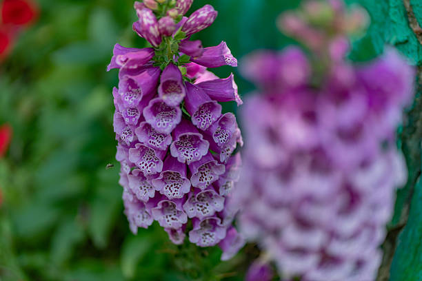 istock Purple flower at garden 2229166755
