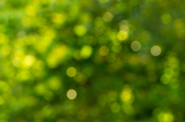 istock Green bokeh background from nature forest out of focus 2229166857