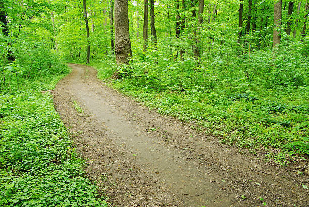 Empty road through beautiful green woodland