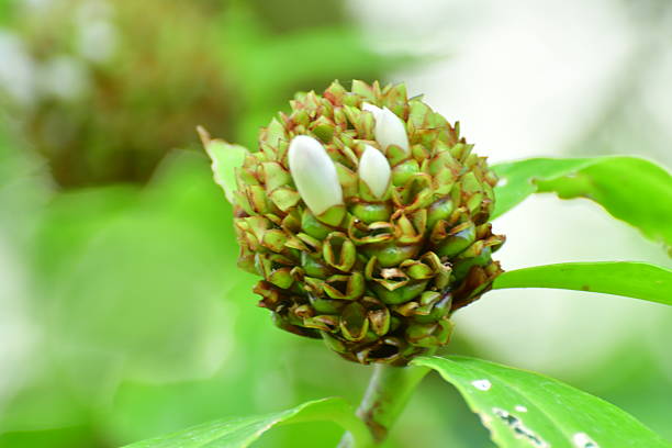 Costus spiralis, also known as spiral ginger, is a herbaceous perennial species in the Costaceae family. It is a plant species natural to tropical Asia, Africa and the Americas and produces showy, red blooms. Leaves are large and borne on spiralling stems. Costus spiralis attracts bees, butterflies and beetles.