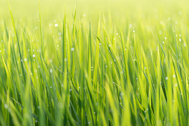 istock Rice ears wet with morning dew 2229169331