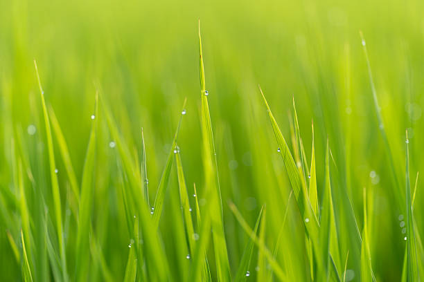 istock Rice ears wet with morning dew 2229169347