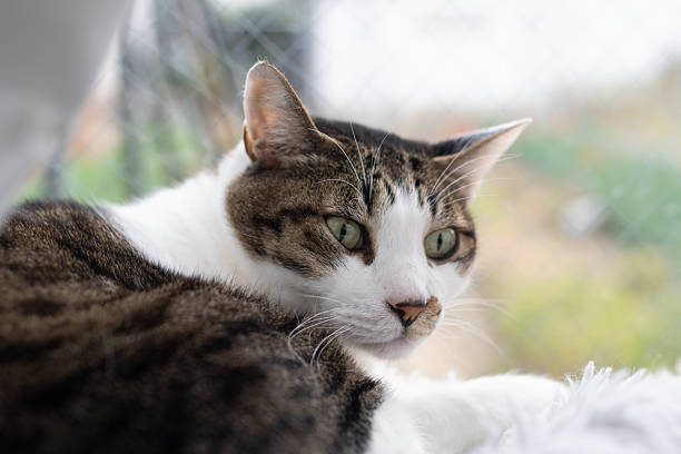 istock Cute cat relaxing by the window 2229169392