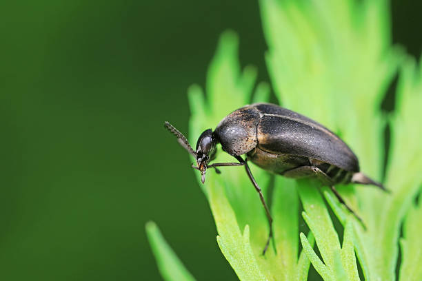 istock Coleoptera flower fleas crawling on weeds 2229170191