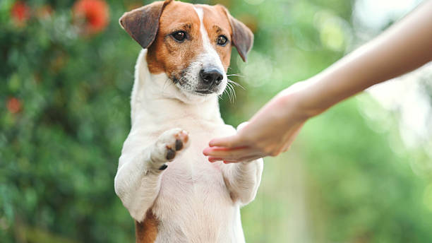 istock jack russel terriers looking at camera waiting his owner for feeding food 2229170355