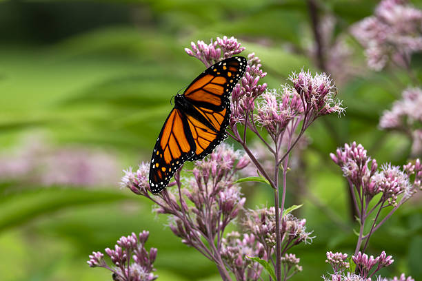 istock Monarch Butterfly on a Joe-Pye weed flower 2229173167