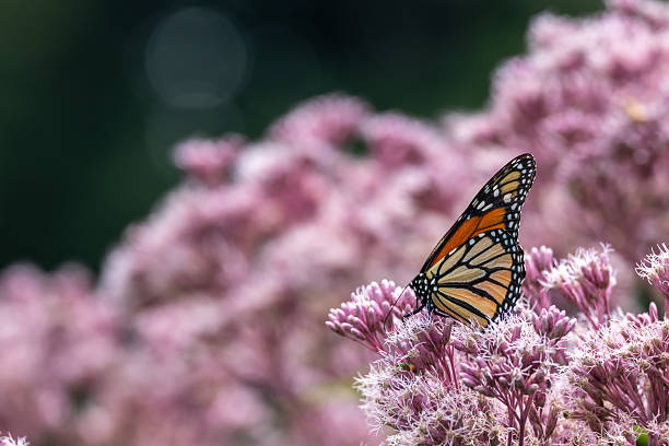 This image shows a close-up view of a colorful monarch butterfly (danaus plexippus) feeding on a Joe-Pye weed wildflower (eutrochium purpureum), with defocused background.