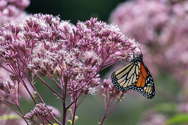 This image shows a close-up view of a colorful monarch butterfly (danaus plexippus) feeding on a Joe-Pye weed wildflower (eutrochium purpureum), with defocused background.