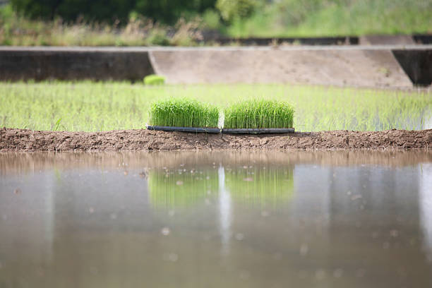 Farmers planting rice in field by using rice planting machine, rice planting by rice transplanter, Asian farmer transplant rice seedling in rice field.