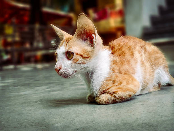 A close-up portrait of an orange and white cat intently observing its surroundings. The cat’s golden eyes are wide open, reflecting curiosity and alertness, while its fur glows warmly in the soft light. The blurred background draws focus to the fine details of its whiskers, ears, and expressive face, capturing a serene yet attentive moment.