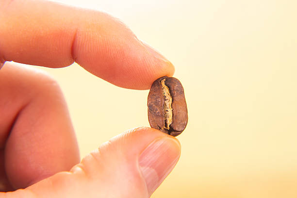 istock hand holds a single roasted coffee bean, split to reveal its core, against a warm beige backdrop. This cozy image evokes the comforting essence of coffee for morning or break themes. 2229174477