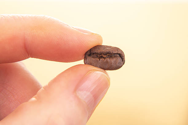 istock Close-up of a roasted coffee bean, split open, held by a hand against a light beige background. A perfect shot for coffee culture, barista, or beverage-related projects. 2229174667