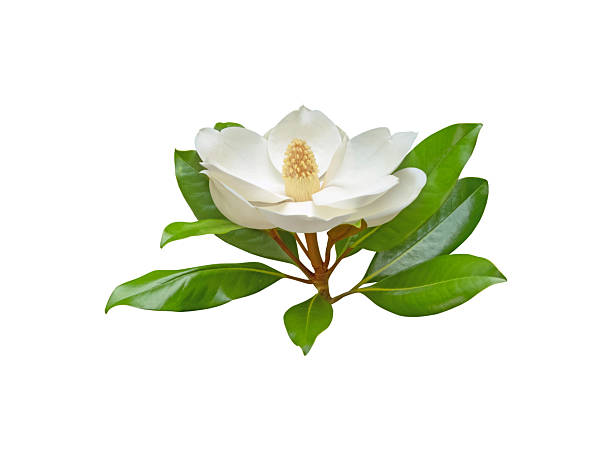 istock Fragrant magnolia flower with glossy leaves isolated on white. Perfume ingredient. 2229175044