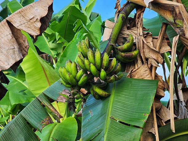 istock Green Bananas on a Tree Outdoors 2229175416