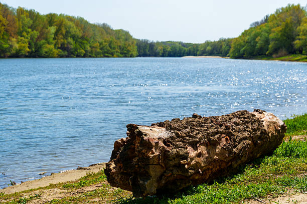 A beautiful spring landscape with a forest and river view. Green grass and trees create a beautiful natural setting