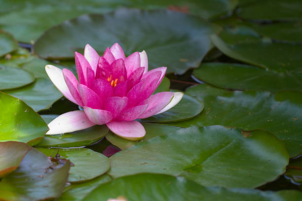 istock Lotus flower under a wooden pier 2229177441