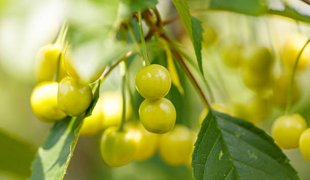 istock A bunch of green cherries hanging from a tree 2229178170
