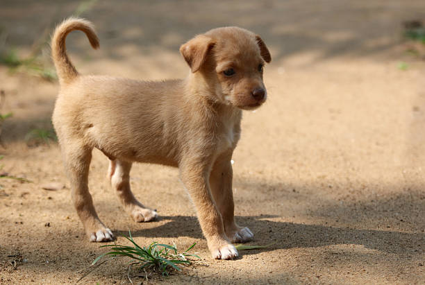 Image of Energetic brown puppy searching something in green grass.