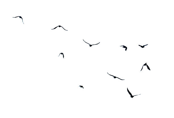 istock A flock of birds flying in the sky 2229178302